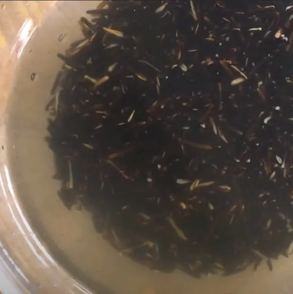 wild rice soaking