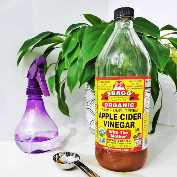 apple cider vinegar