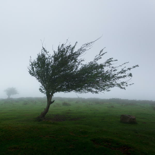 albero nel vento