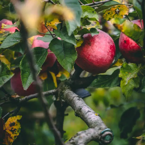 apple tree